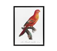 Artery8 The Crimson Shining Parrot Levaillant Framed Canvas Wall Art Print in White | Size: W18" x H24" Artery8 White W18" x H24"