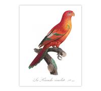 Artery8 The Crimson Shining Parrot Levaillant Wall Art Poster Print in White | Size: W24" x H32" Artery8 White W24" x H32"