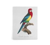 Artery8 The Eastern Rosella Parrot Levaillant Canvas Wall Art Print in White | Size: W24" x H32" Artery8 White W24" x H32"