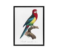 Artery8 The Eastern Rosella Parrot Levaillant Framed Canvas Wall Art Print in White | Size: W18" x H24" Artery8 White W18" x H24"
