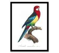 Artery8 The Eastern Rosella Parrot Levaillant Framed Wall Art Print in White | Size: W12" x H16" Artery8 White W12" x H16"