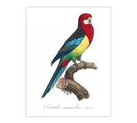 Artery8 The Eastern Rosella Parrot Levaillant Wall Art Poster Print in White | Size: W12" x H16" Artery8 White W12" x H16"