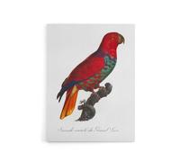 Artery8 The Eclectus Parrot Francois Levaillant Canvas Wall Art Print in White | Size: W12" x H16" Artery8 White W12" x H16"