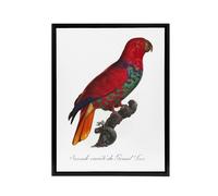 Artery8 The Eclectus Parrot Francois Levaillant Framed Canvas Wall Art Print in White | Size: W18" x H24" Artery8 White W18" x H24"