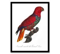 Artery8 The Eclectus Parrot Francois Levaillant Framed Wall Art Print in White | Size: A4 Artery8 White A4