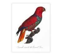 Artery8 The Eclectus Parrot Francois Levaillant Wall Art Poster Print in White | Size: W24" x H32" Artery8 White W24" x H32"