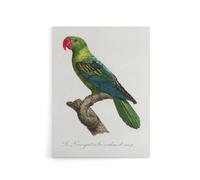 Artery8 The Great Billed Parrot Francois Levaillant Canvas Wall Art Print in White | Size: W18" x H24" Artery8 White W18" x H24"