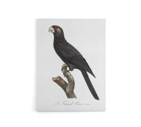 Artery8 The Greater Vasa Parrot Francois Levaillant Canvas Wall Art Print in White | Size: W18" x H24" Artery8 White W18" x H24"