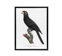 Artery8 The Greater Vasa Parrot Francois Levaillant Framed Canvas Wall Art in White | Size: W12" x H16" Artery8 White W12" x H16"