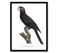 Artery8 The Greater Vasa Parrot Francois Levaillant Framed Wall Art Print in White | Size: A4 Artery8 White A4