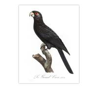 Artery8 The Greater Vasa Parrot Francois Levaillant Wall Art Poster Print in White | Size: W18" x H24" Artery8 White W18" x H24"