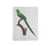 Artery8 The Long Tailed Parakeet Francois Levaillant Canvas Wall Art Print in White | Size: W12" x H16" Artery8 White W12" x H16"