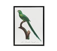 Artery8 The Long Tailed Parakeet Francois Levaillant Framed Canvas Wall Art in White | Size: W18" x H24" Artery8 White W18" x H24"