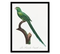 Artery8 The Long Tailed Parakeet Francois Levaillant Framed Wall Art Print in White | Size: A4 Artery8 White A4
