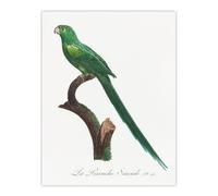 Artery8 The Long Tailed Parakeet Francois Levaillant Wall Art Poster Print in White | Size: W12" x H16" Artery8 White W12" x H16"