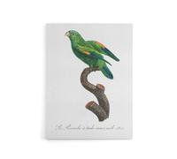 Artery8 The Marigold Lorikeet Parrot Levaillant Canvas Wall Art Print in White | Size: W18" x H24" Artery8 White W18" x H24"