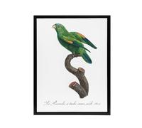 Artery8 The Marigold Lorikeet Parrot Levaillant Framed Canvas Wall Art Print in White | Size: W18" x H24" Artery8 White W18" x H24"