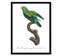 Artery8 The Marigold Lorikeet Parrot Levaillant Framed Wall Art Print in White | Size: A4 Artery8 White A4