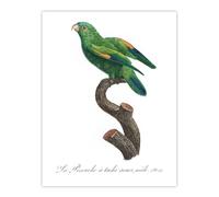 Artery8 The Marigold Lorikeet Parrot Levaillant Wall Art Poster Print in White | Size: W18" x H24" Artery8 White W18" x H24"