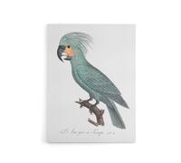 Artery8 The Palm Cockatoo Parrot Francois Levaillant Canvas Wall Art Print in White | Size: W24" x H32" Artery8 White W24" x H32"