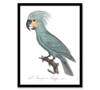 Artery8 The Palm Cockatoo Parrot Francois Levaillant Framed Wall Art Print in White | Size: A4 Artery8 White A4