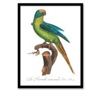 Artery8 The Peach Fronted Parakeet Levaillant Framed Wall Art Print 12X16"