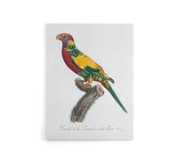 Artery8 The Rainbow Lorikeet Parrot Levaillant Canvas Wall Art Print in White | Size: W18" x H24" Artery8 White W18" x H24"