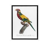 Artery8 The Rainbow Lorikeet Parrot Levaillant Framed Canvas Wall Art Print in White | Size: W12" x H16" Artery8 White W12" x H16"