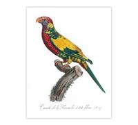 Artery8 The Rainbow Lorikeet Parrot Levaillant Wall Art Poster Print in White | Size: W12" x H16" Artery8 White W12" x H16"