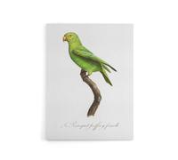 Artery8 The Red Cheeked Parakeet Francois Levaillant Canvas Wall Art Print in White | Size: W24" x H32" Artery8 White W24" x H32"