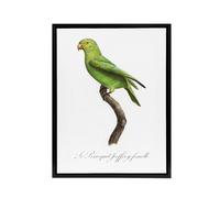 Artery8 The Red Cheeked Parakeet Francois Levaillant Framed Canvas Wall Art in White | Size: W12" x H16" Artery8 White W12" x H16"