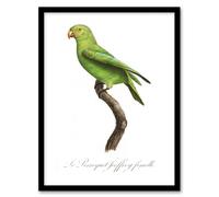 Artery8 The Red Cheeked Parakeet Francois Levaillant Framed Wall Art Print in White | Size: A4 Artery8 White A4
