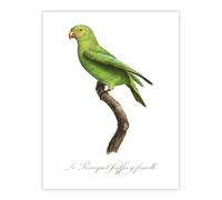 Artery8 The Red Cheeked Parakeet Francois Levaillant Wall Art Poster Print in White | Size: W12" x H16" Artery8 White W12" x H16"
