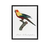 Artery8 The Sun Parakeet Parrot Francois Levaillant Framed Canvas Wall Art in White | Size: W18" x H24" Artery8 White W18" x H24"