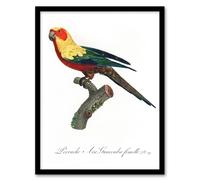 Artery8 The Sun Parakeet Parrot Francois Levaillant Framed Wall Art Print in White | Size: A4 Artery8 White A4