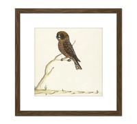 Artery8 The Sydney Bird Painter Boobook Owl 8X8 Inch Square Wooden Framed Wall Art Print Picture with Mount in Brown Artery8 Brown