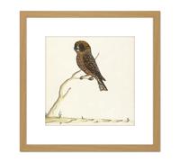 Artery8 The Sydney Bird Painter Boobook Owl 8X8 Inch Square Wooden Framed Wall Art Print Picture with Mount in Light Oak Artery8 Light Oak