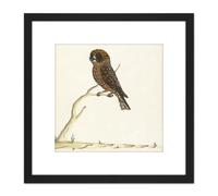 Artery8 The Sydney Bird Painter Boobook Owl 8X8 Inch Square Wooden Framed Wall Art Print Picture with Mount in Black Artery8 Black