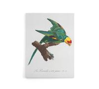 Artery8 The Yellow Crowned Parakeet Levaillant Canvas Wall Art Print in White | Size: W24" x H32" Artery8 White W24" x H32"