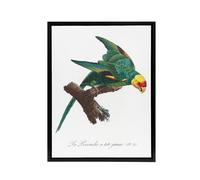 Artery8 The Yellow Crowned Parakeet Levaillant Framed Canvas Wall Art Print in White | Size: W24" x H32" Artery8 White W24" x H32"