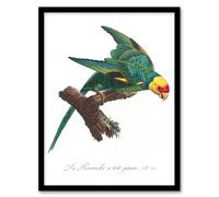 Artery8 The Yellow Crowned Parakeet Levaillant Framed Wall Art Print in White | Size: A4 Artery8 White A4