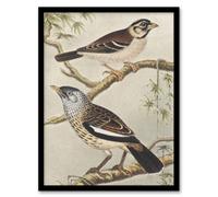 Artery8 Theo Van Hoytema Framed Wall Art Print Two Birds On Tree Branches - A4 Size