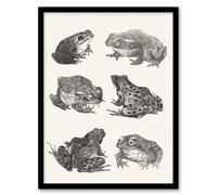 Artery8 Theo Van Hoytema Framed Wall Art Six Frogs And Toads Pencil Drawing - A4 Size