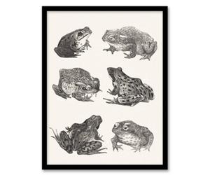 Artery8 Theo Van Hoytema Framed Wall Art Six Frogs And Toads Pencil Drawing - A4 Size