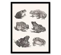 Artery8 Theo van Hoytema Framed Wall Art Six Frogs & Toads Pencil Drawing in White | Size: A4 Artery8 White A4