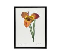 Artery8 Tiger Flower Botanical Redoute Vintage Black Framed Canvas Wall Art in White | Size: W18" x H24" Artery8 White W18" x H24"