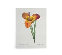 Artery8 Tiger Flower Botanical Redoute Vintage Canvas Wall Art in White | Size: W24" x H32" Artery8 White W24" x H32"
