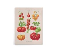 Artery8 Tomatoes or Love Apples Ernst Benary Canvas Wall Art Print in White | Size: W18" x H24" Artery8 White W18" x H24"