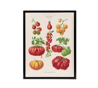 Artery8 Tomatoes or Love Apples Ernst Benary Framed Canvas Wall Art Print in White | Size: W12" x H16" Artery8 White W12" x H16"