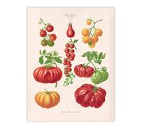 Artery8 Tomatoes or Love Apples Ernst Benary Wall Art Poster Print in White | Size: W12" x H16" Artery8 White W12" x H16"